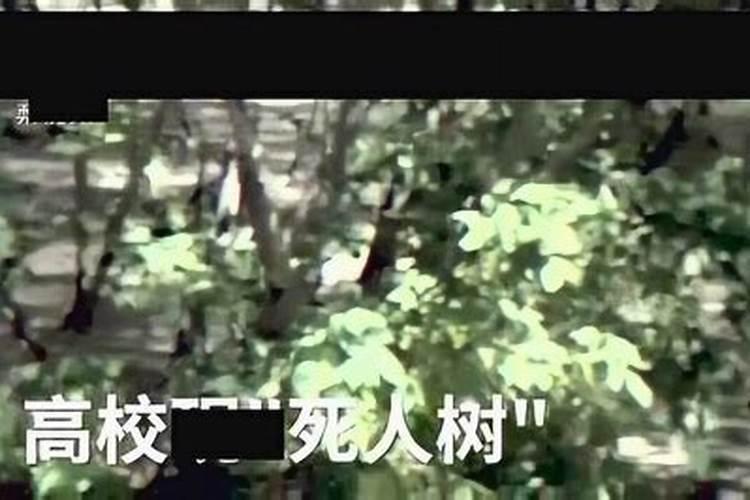 梦见死人很臭的味道