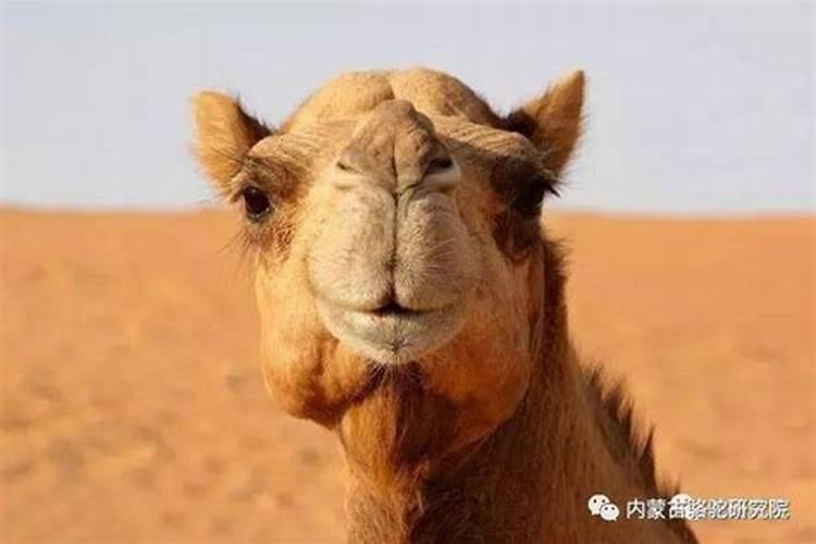 骆驼代表什么生肖