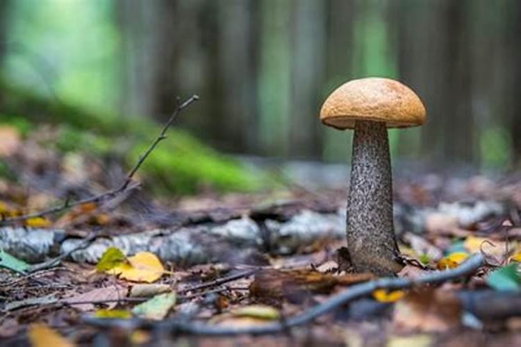 蘑菇是什么生肖