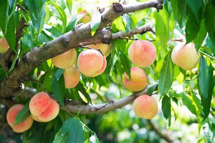 女人梦见从树上摘桃子是什么意思