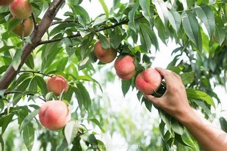 女人梦见树上摘桃子吃是什么预兆