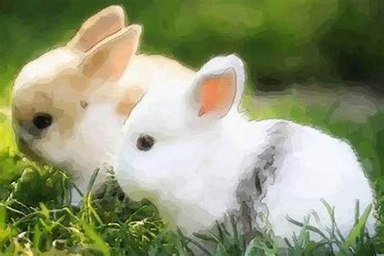 兔和哪个生肖合适