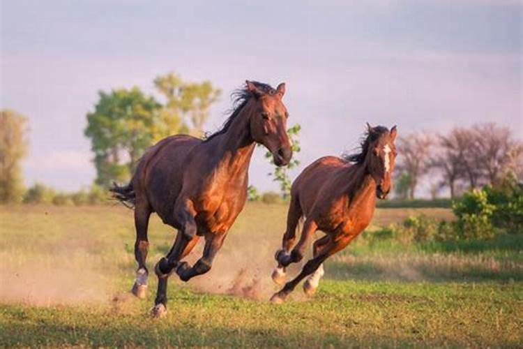 梦见自己有两匹马奔跑
