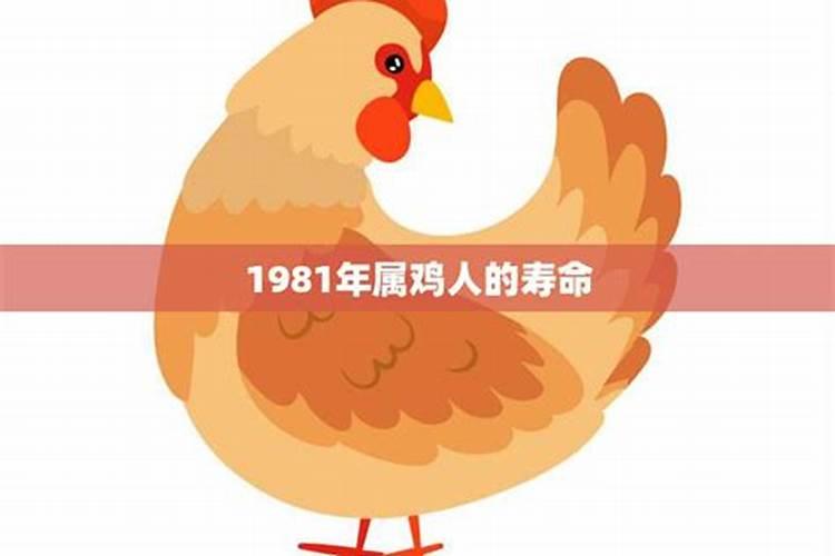 81年属鸡人寿命有多长