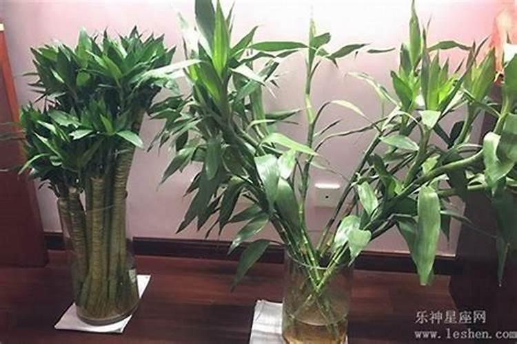 属猴种什么植物最旺财