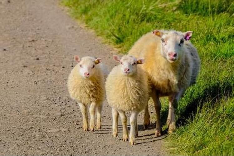 为什么属羊的人命不好