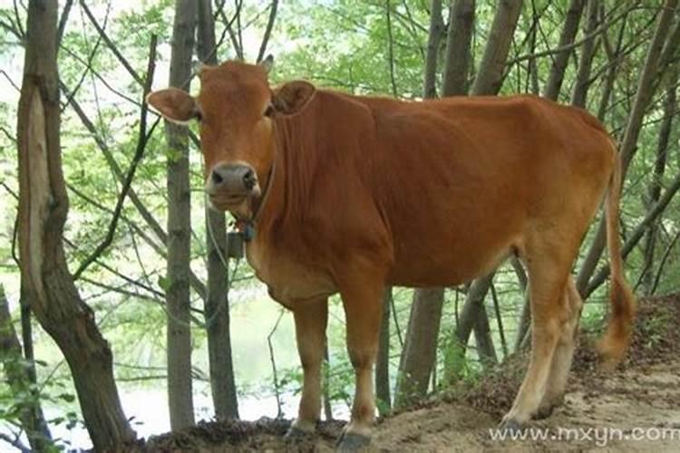女人梦见牛是什么意思
