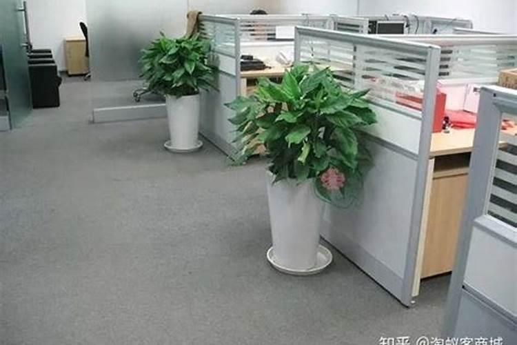 办公室防小人摆什么植物