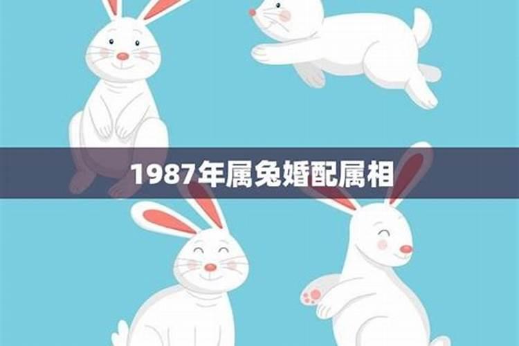 1987年婚配最佳属相