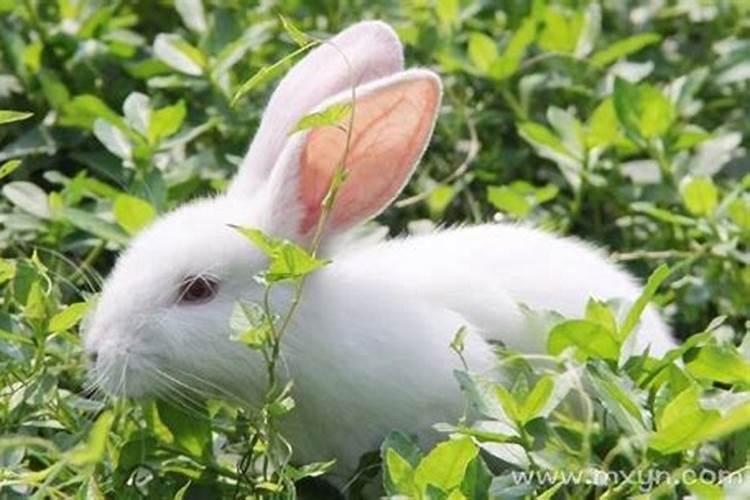 梦到兔子是什么征兆