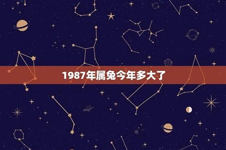 属兔今年多大年龄1987