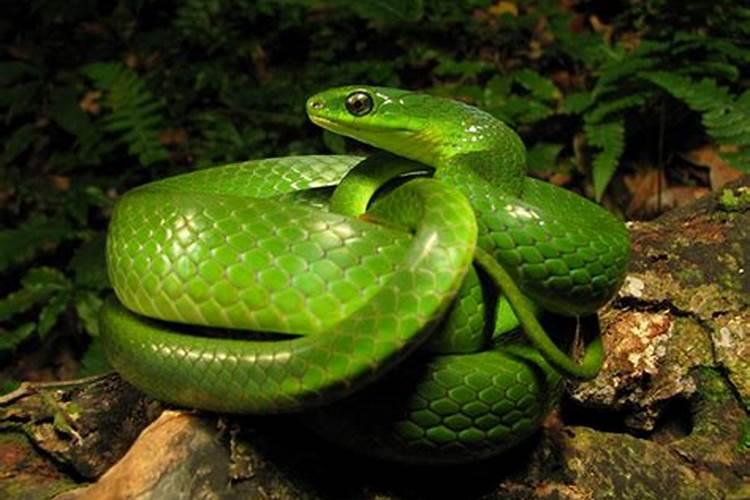 备孕期梦见蛇是什么预兆