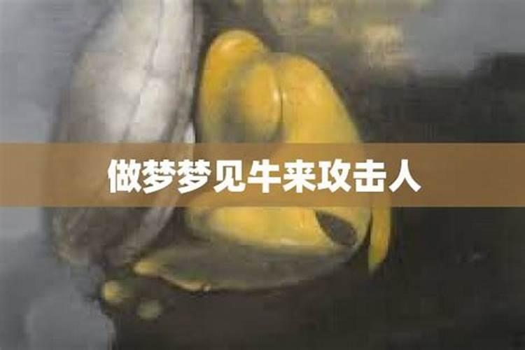 梦到牛攻击我是什么意思