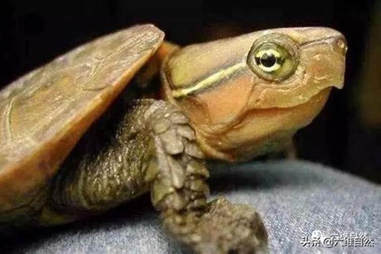 龟是什么生肖