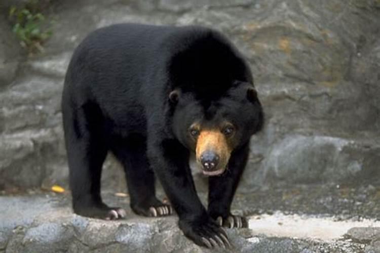 梦到黑色的熊是啥意思