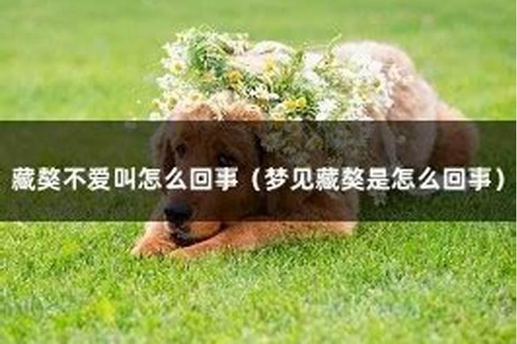 梦见狗狗是什么情况