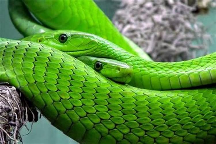 梦见一红一绿两条蛇意味着什么