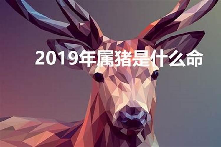 2019年属什么生肖