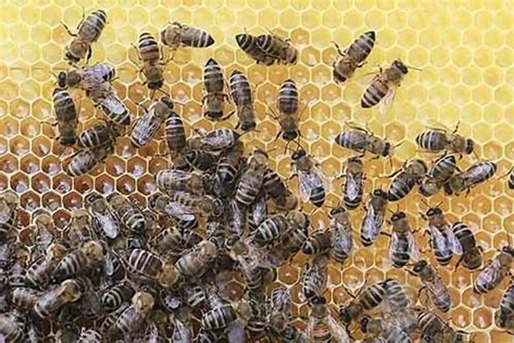 梦见吃蜂蜜是什么意思