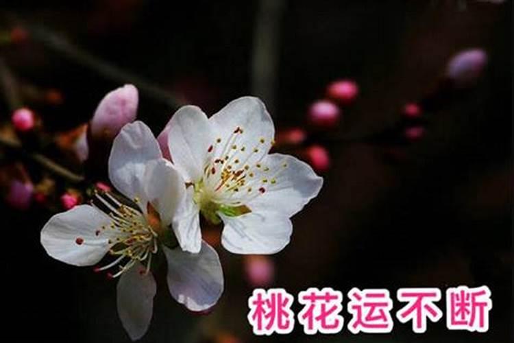 命中有桃花运是什么意思