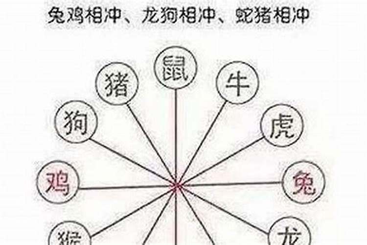 属鼠的与属什么的相克