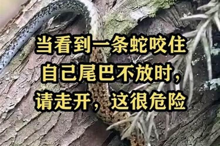 梦见蛇咬住自己的手指不放是什么意思