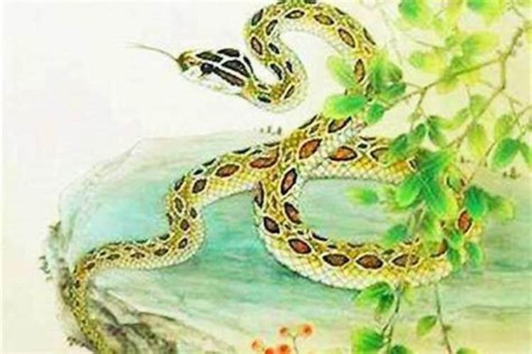 属蛇的婚姻出现什么问题