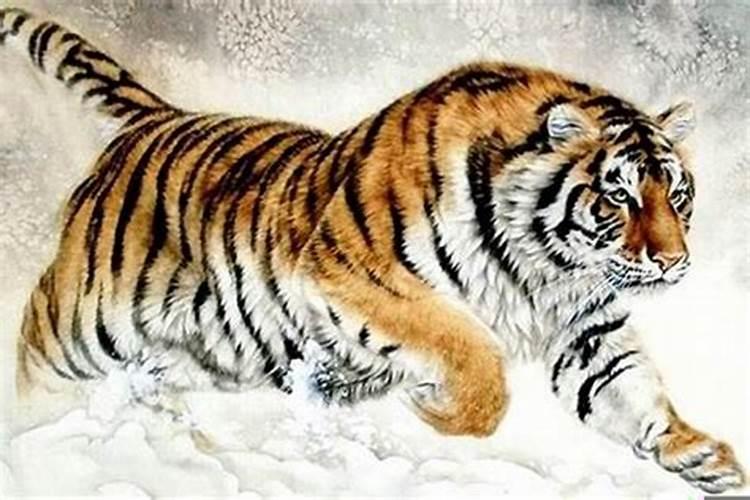 14岁属虎的是哪一年出生的