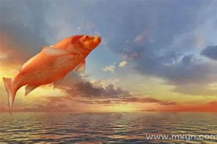梦到红色鲤鱼跳出水面