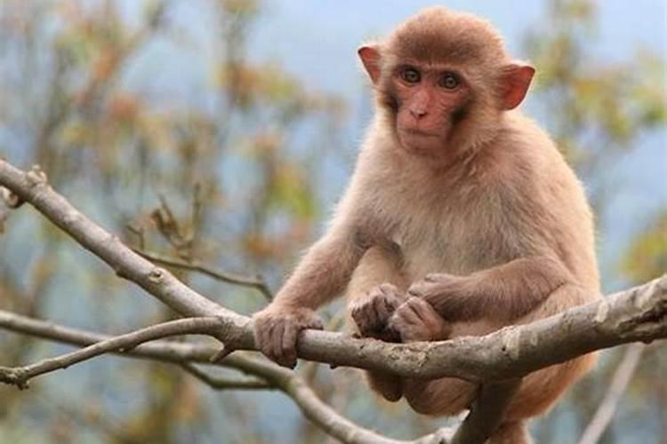 猴人生于酉时命运好吗