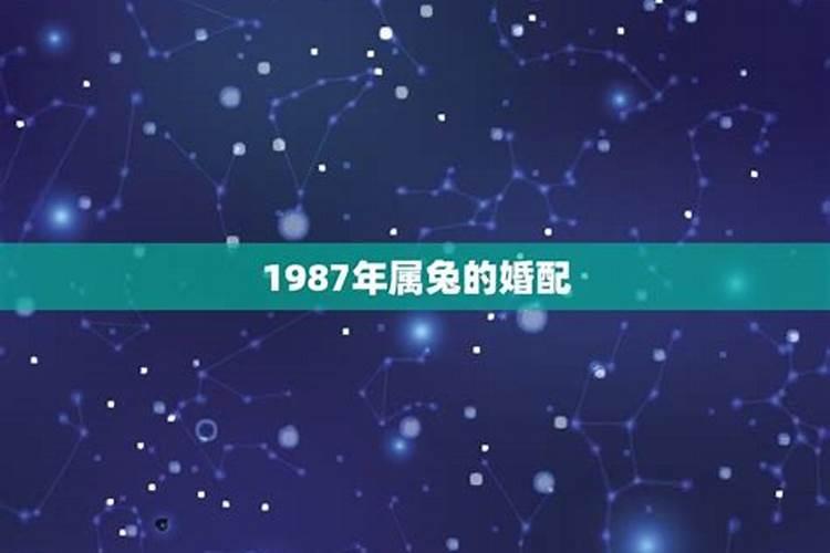 87年男属兔最佳婚配表