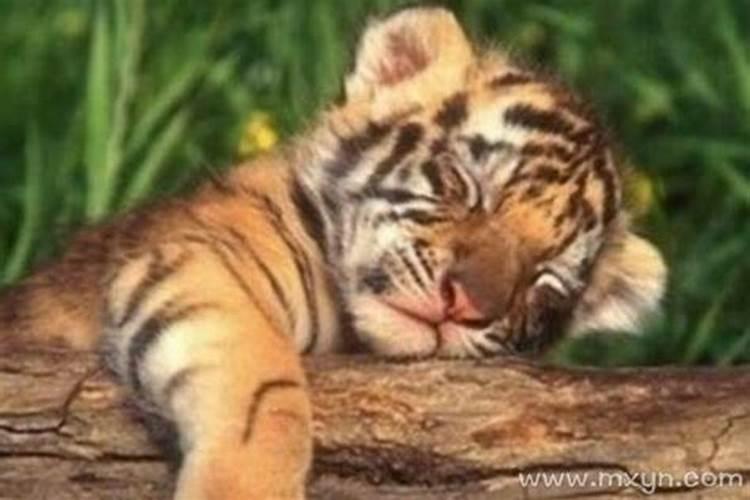 孕妇梦见小老虎是什么预兆呢