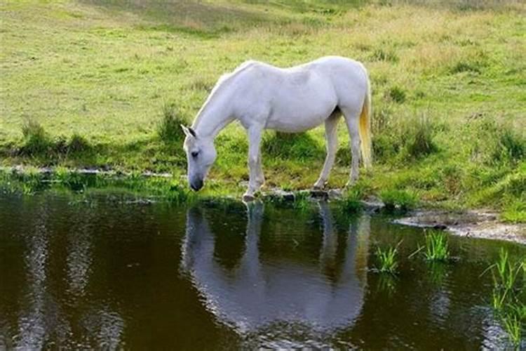 梦见一只白色的马