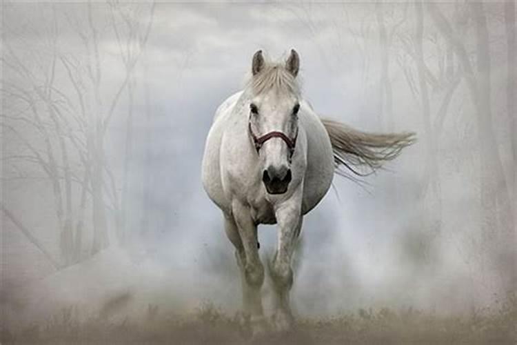 做梦梦见一匹白色的马