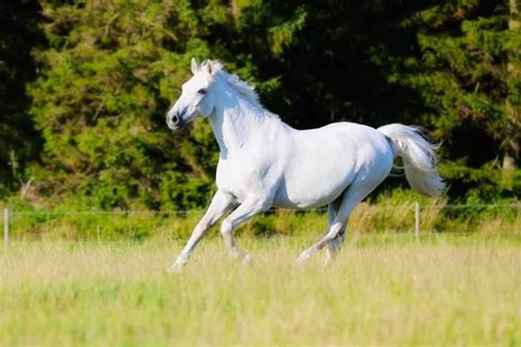 梦见一匹纯白色的马
