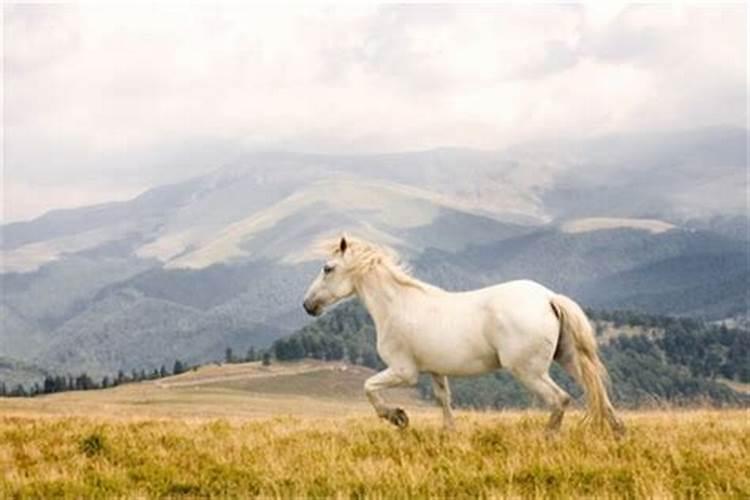 梦到一匹白色的大马非常好看