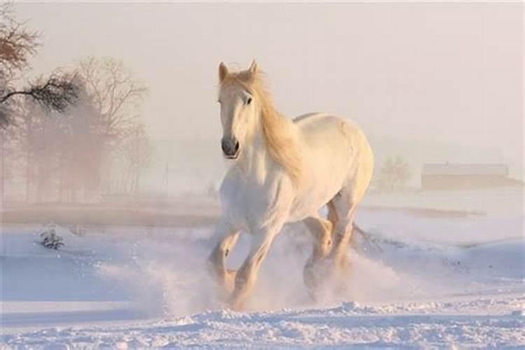 做梦梦到一匹白马是啥意思