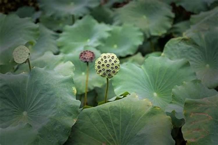 风水先生什么不吃