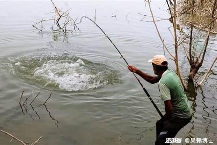 泥鳅是什么生肖