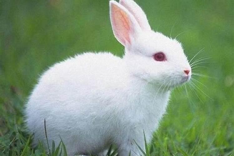 兔的三合生肖是什么