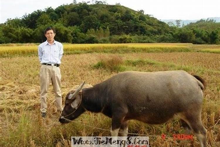 梦见放牛什么意思,而且把小牛抱在怀里