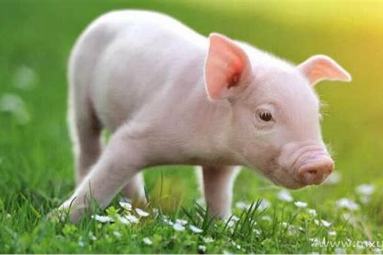 梦见猪吃食是什么意思
