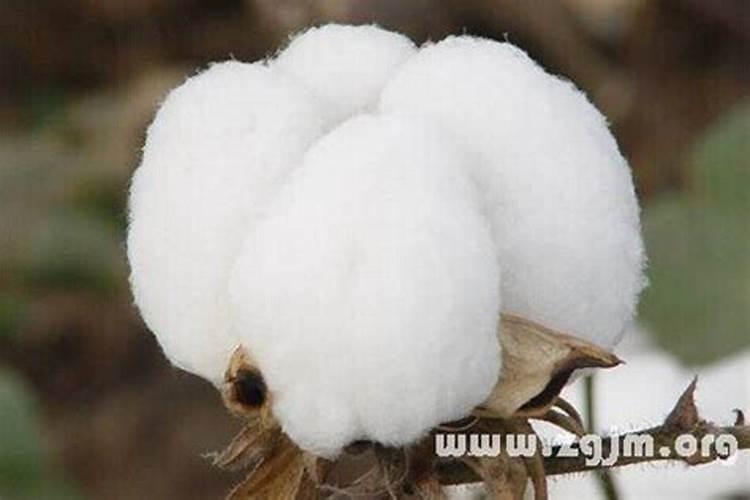 梦见卖棉花是什么意思