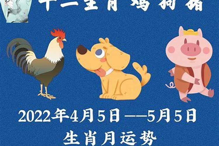 属猪的12月运势