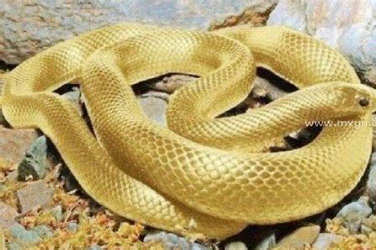 梦到好多金黄色的蛇是什么意思