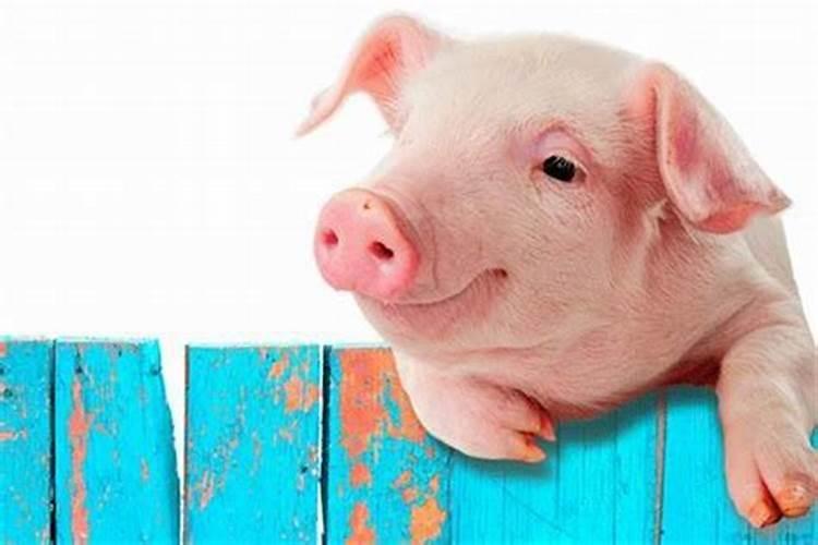 2022年生肖猪全年运势免费测算