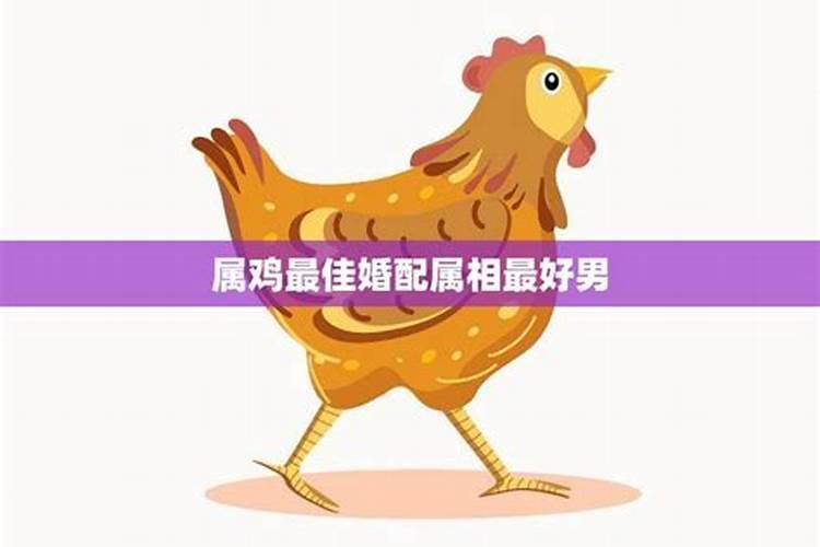 鸡的最佳婚配是什么