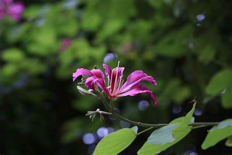 紫荆花代表什么生肖