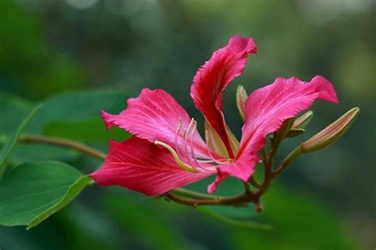 紫荆花代表什么生肖