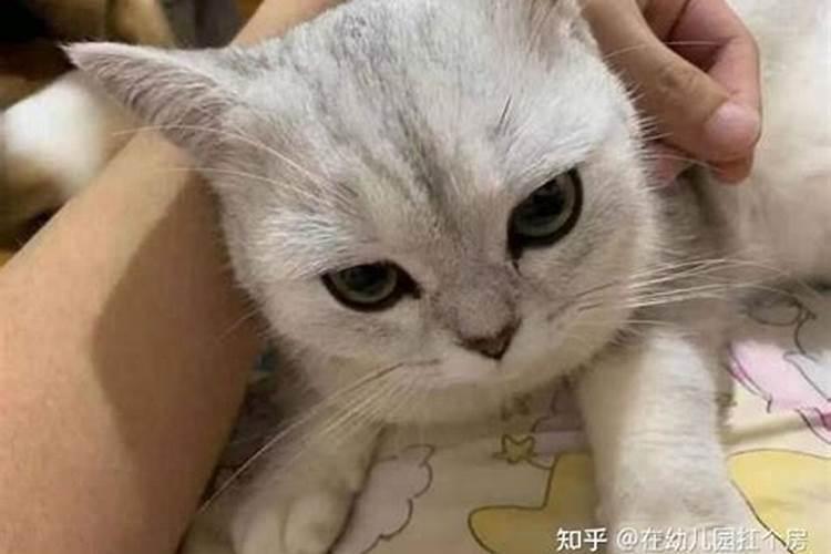 养猫会带来什么运气